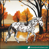 Horse Color:Brown Skewed Appaloosa 