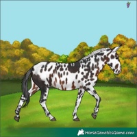 Horse Color:Brown Skewed Appaloosa 
