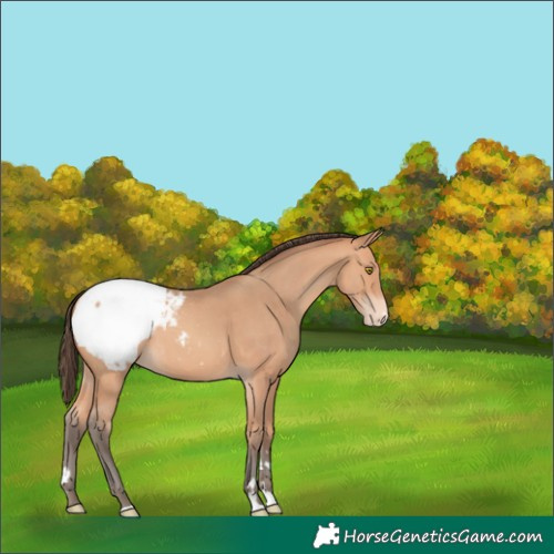 Horse Color:Amber Champagne Appaloosa 