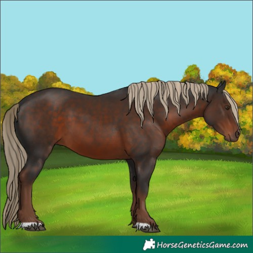 Horse Color:Liver Chestnut 