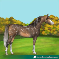 Horse Color:Buckskin Snowflake Varnish
