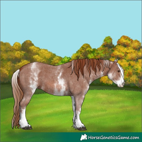 Horse Color:White Spotted Chestnut Sabino