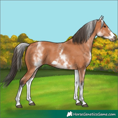 Horse Color:White Spotted Bay Frame 