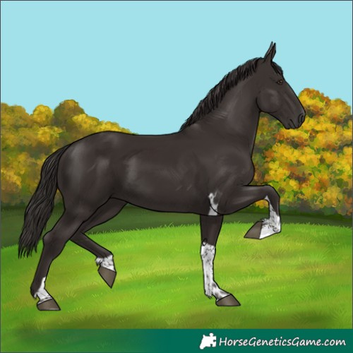 Horse Color:Liver Chestnut Tobiano 