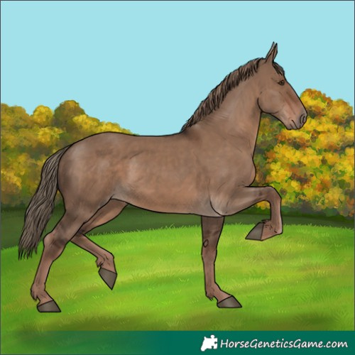 Horse Color:Liver Red Dun 