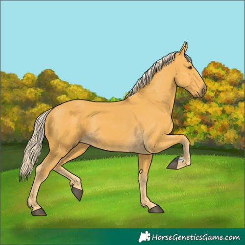 Horse Color:Palomino 