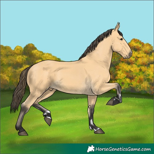 Horse Color:Buckskin 