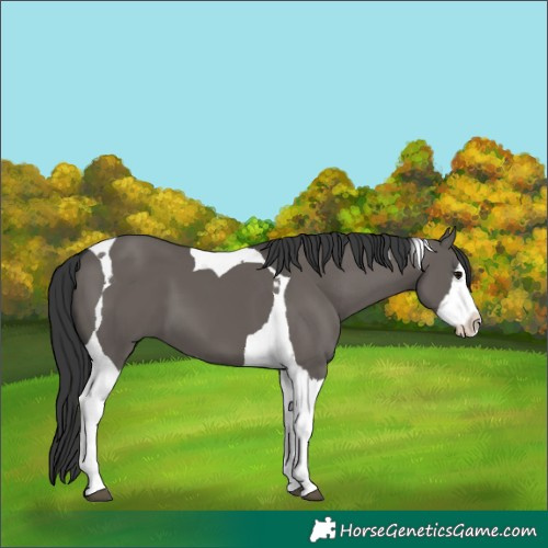 Horse Color:Grullo Splash Tobiano