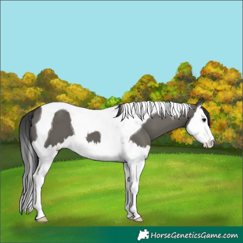 Horse Color:Grullo Splash Tobiano
