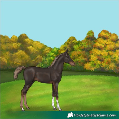 Horse Color:Liver Chestnut Tobiano 