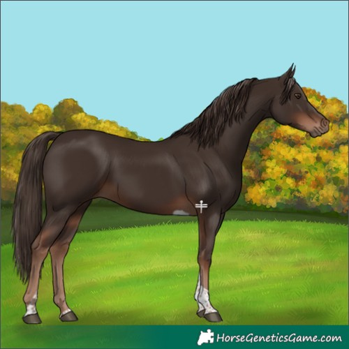 Horse Color:Liver Chestnut Tobiano 