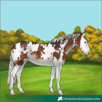 Horse Color:White Spotted Silver Brown Splash 