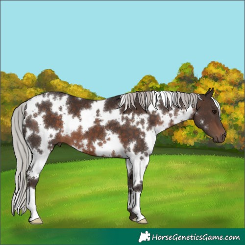 Horse Color:White Spotted Silver Brown 