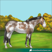 Horse Color:White Spotted Brown Dun Frame Brindle 