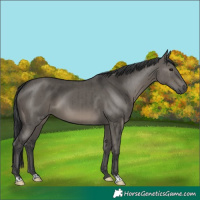 Horse Color:Grullo Brindle