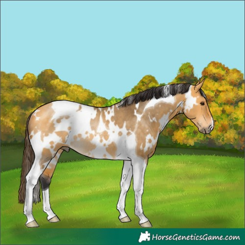 Horse Color:White Spotted Buckskin Dun Tobiano Rabicano 