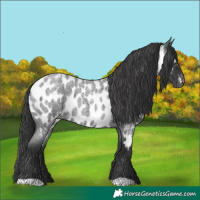 Horse Color:Blue Roan Appaloosa 