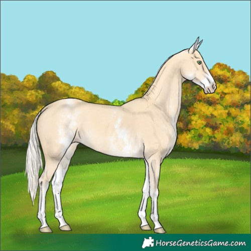 Horse Color:White Spotted Gold Cream Champagne 