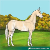 Horse Color:White Spotted Gold Cream Champagne