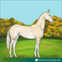 Horse Color:White Spotted Gold Cream Champagne