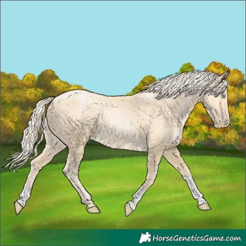 Horse Color:Palomino Pearl Sabino