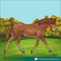 Horse Color:Chestnut 