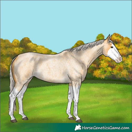 Horse Color:Silver Buckskin Roan Splash 