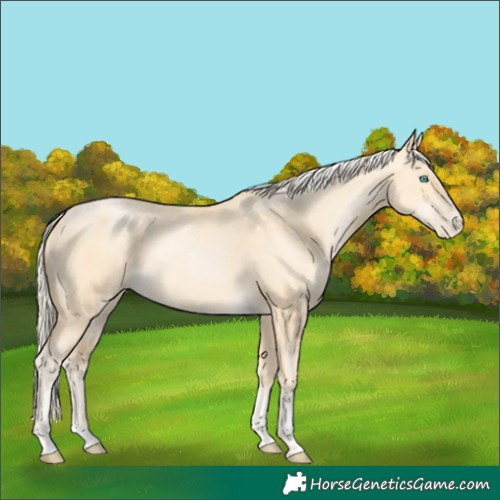 Horse Color:Palomino Pearl Sabino 