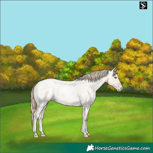 Horse Color:Smoky Blue Roan Pearl Sabino 