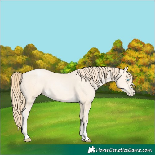 Horse Color:Buckskin Pearl Sabino 