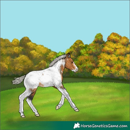 Horse Color:Silver Buckskin Tobiano Frame Appaloosa 