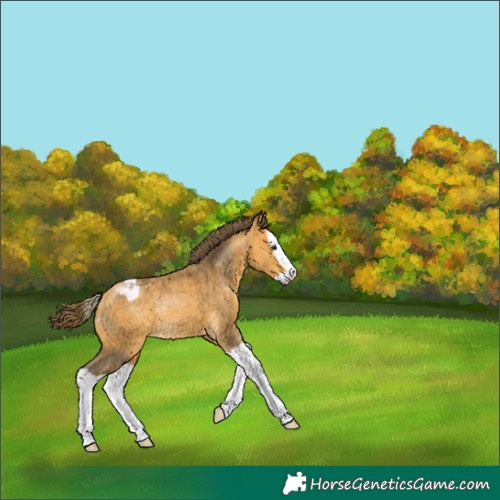 Horse Color:Buckskin Splash Blanket Rabicano 