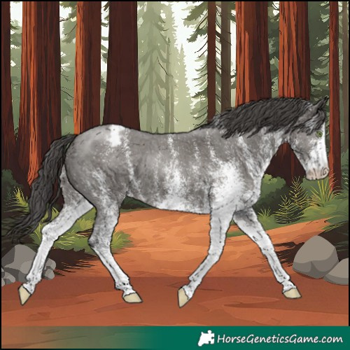 Horse Color:White Spotted Grullo Varnish 