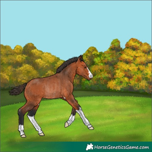 Horse Color:Bay Rabicano 