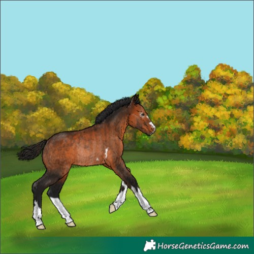 Horse Color:Gray Bay Rabicano 