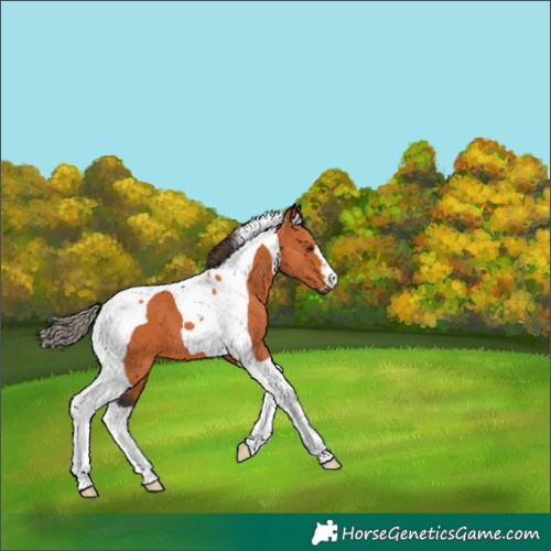 Horse Color:Bay Tobiano 