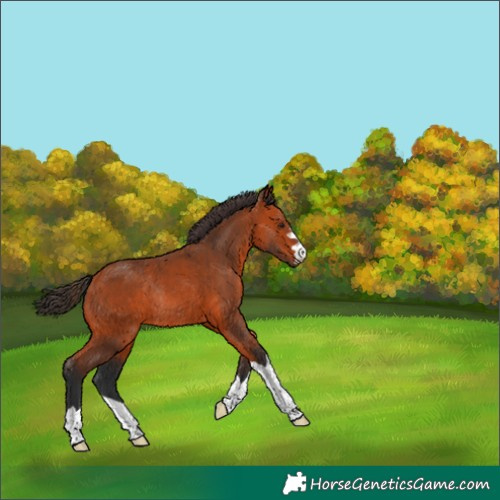 Horse Color:Bay Rabicano 