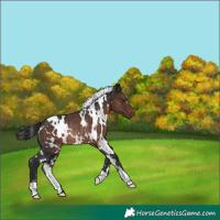 Horse Color:White Spotted Brown Rabicano 