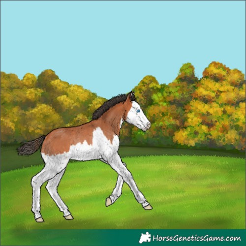 Horse Color:Bay Splash Rabicano 