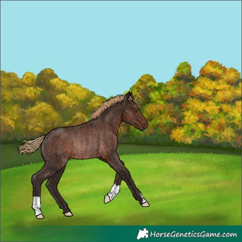 Horse Color:Liver Chestnut Rabicano 