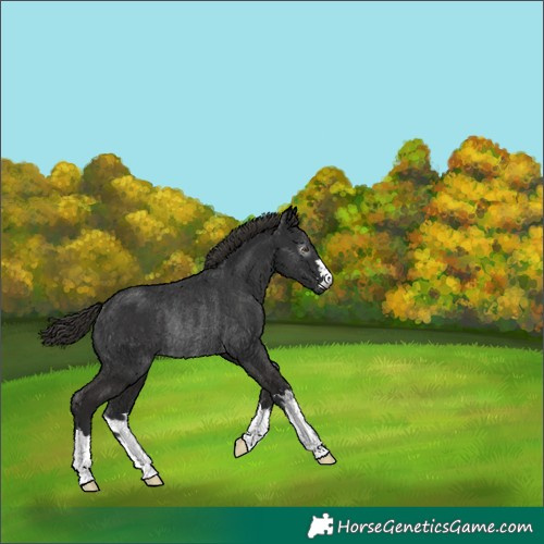 Horse Color:Gray Liver Chestnut Rabicano 