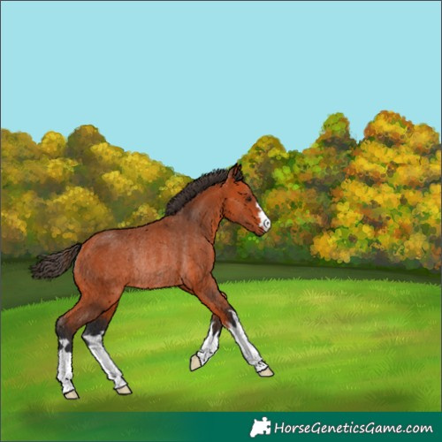 Horse Color:Bay Rabicano 