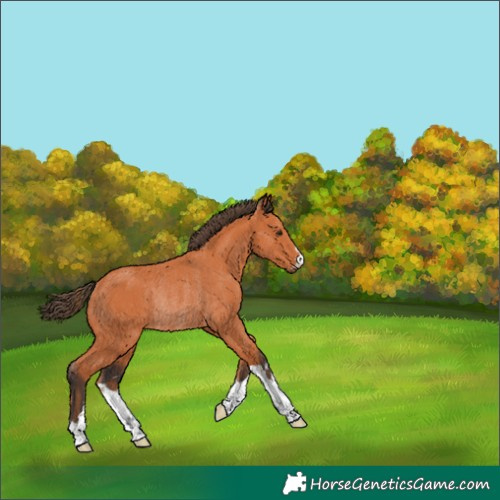 Horse Color:Bay Rabicano 