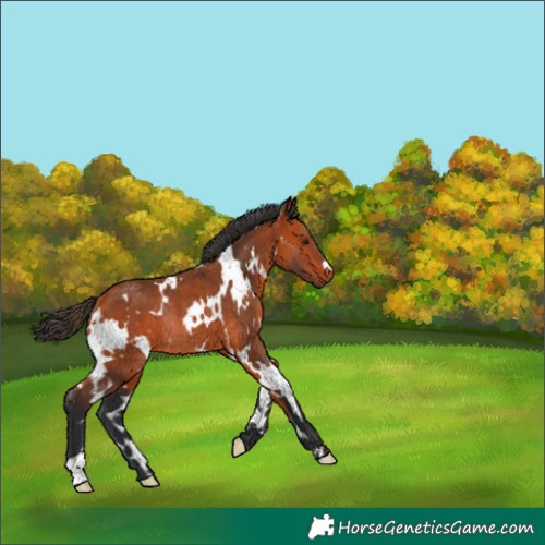 Horse Color:White Spotted Bay Rabicano 