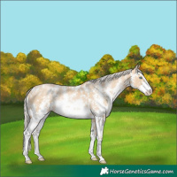 Horse Color:Palomino Pearl Sabino 