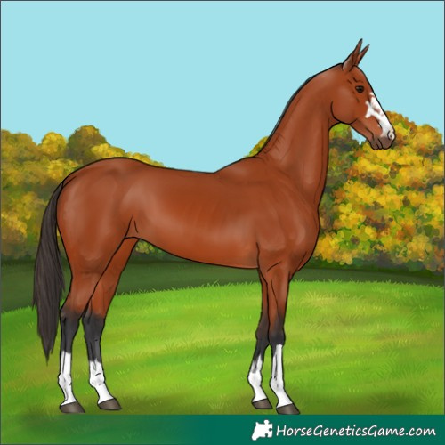 Horse Color:Bay 