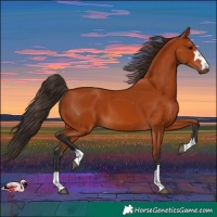 Horse Color:Bay 