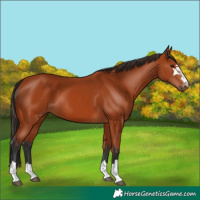 Horse Color:Bay 