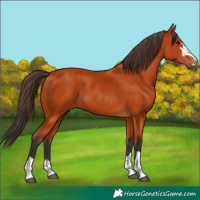 Horse Color:Bay 
