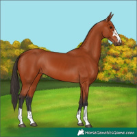 Horse Color:Bay 